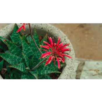 Red Flower Aloe Vera Plants